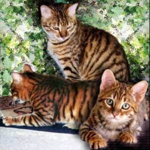 Jenis-jenis Kucing di Dunia « sisilyaputri