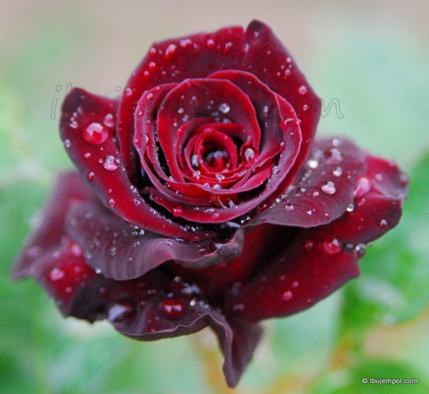 Gambar Bunga Mawar Merah Besar - Gambar C